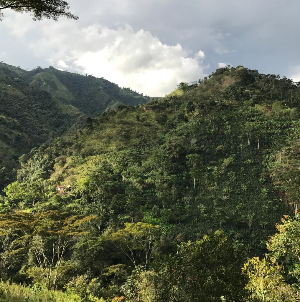 Decaf Popayan
