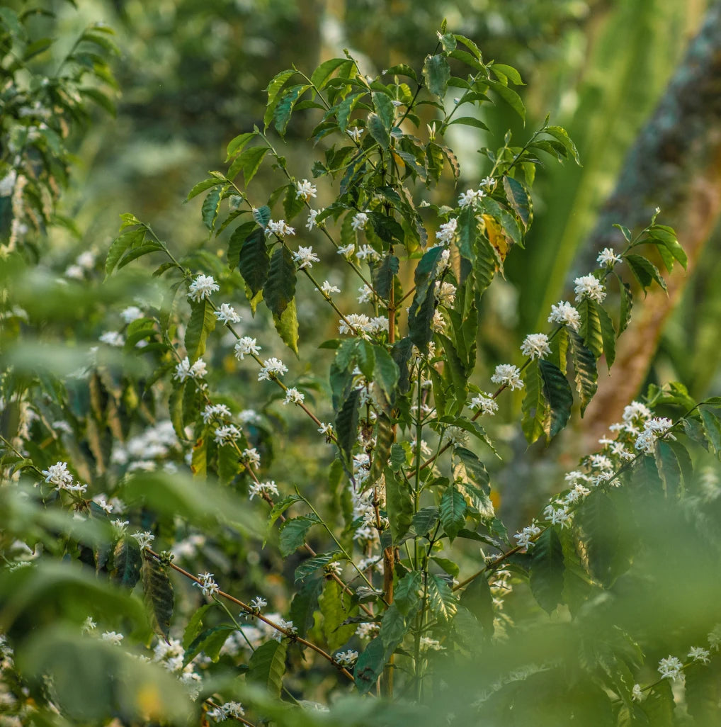 Decaf Quetzal